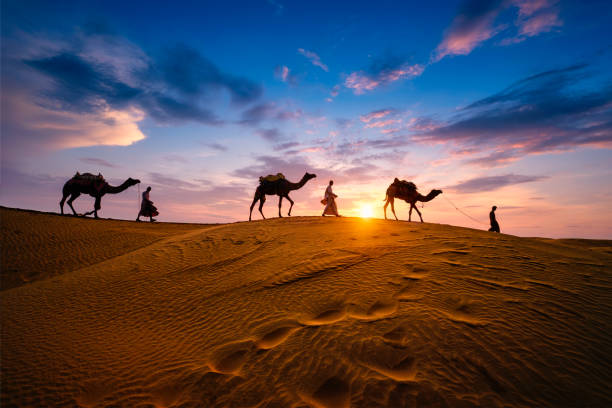 Camel Safari